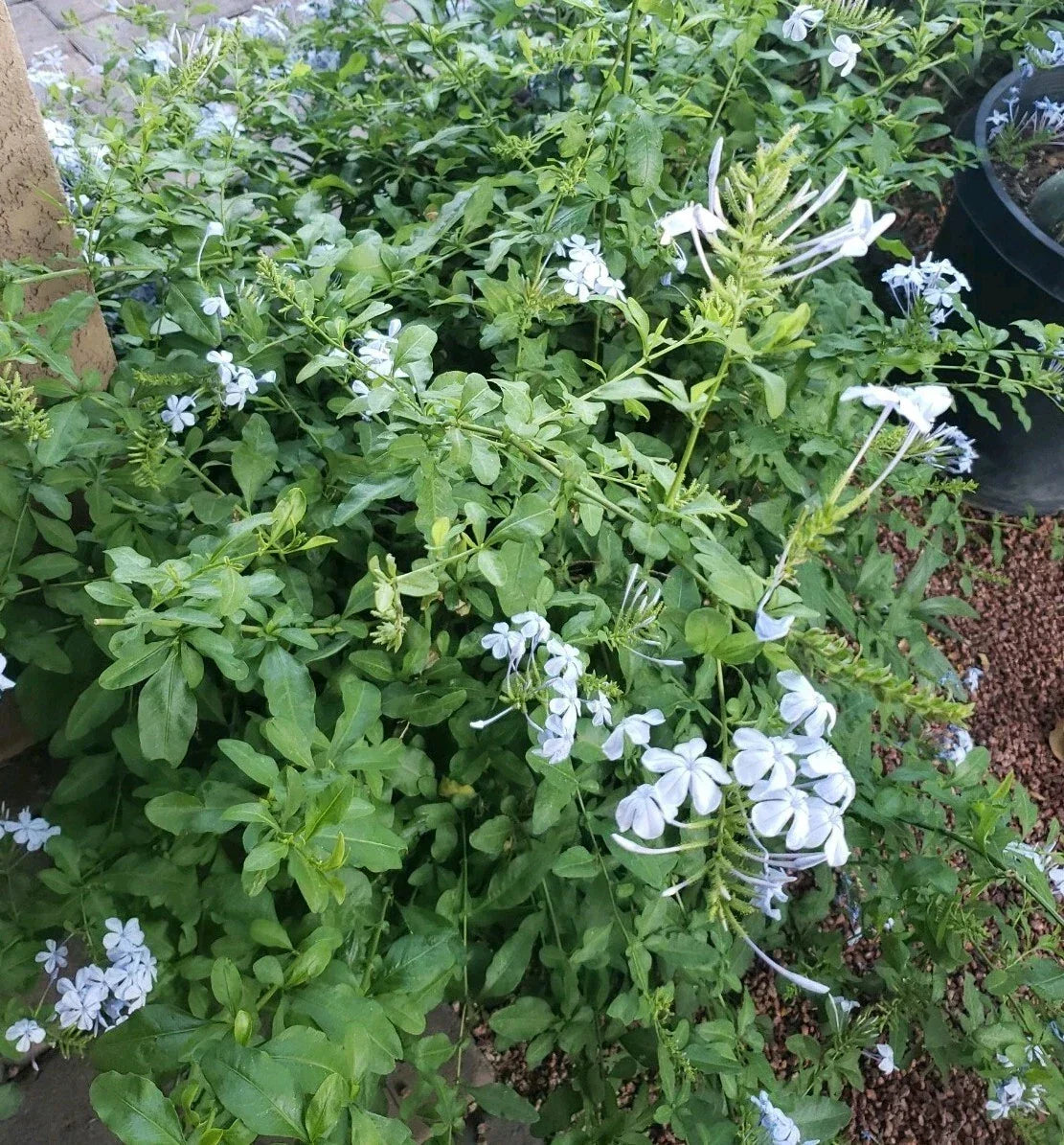 Cape Plumbago Cuttings - California Blues, Imperial Blue - 8 Pack, 5 Inches, Plumbago auriculata, Blue Flowering Plant