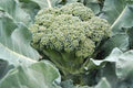 Broccoli Seeds - Heirloom Waltham 29 - Non-GMO Vegetable Seeds for Home Gardening - Brassica oleracea