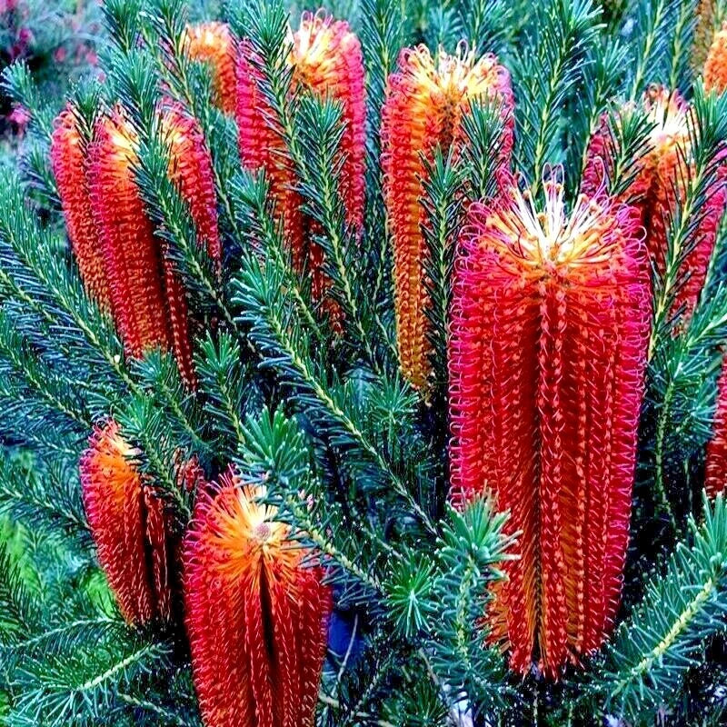 Banksia ericifolia 'Little Eric' Tree Seeds - Rare Lantern Fireworks Variety for Gardening, Ornamental, Pollinator Attracting