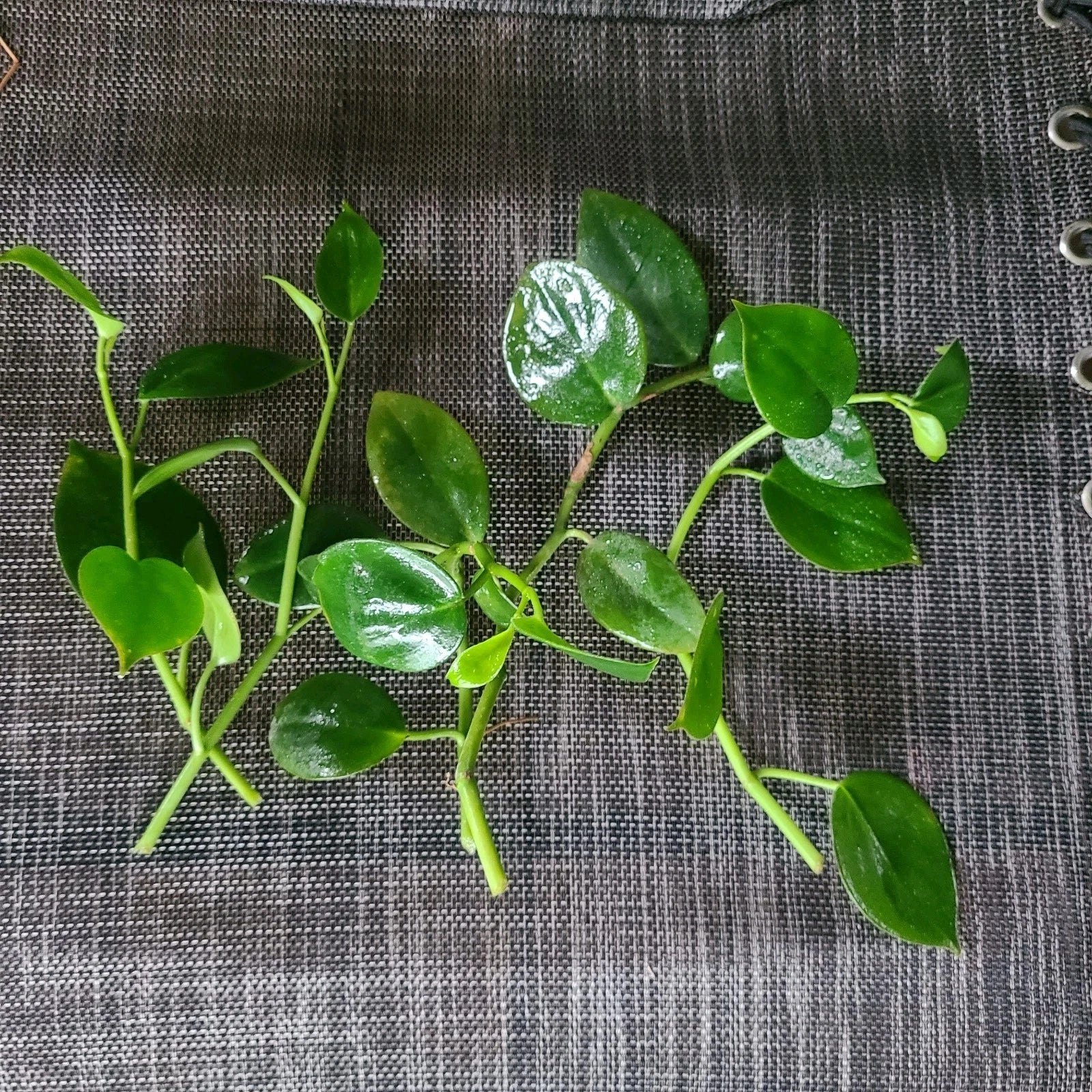 Peperomia 'Cupid' Cuttings - 6 No Roots Houseplant Propagation Kit - Indoor Low Light Easy Care