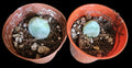 Moonstone Succulent Baby Cutting 4-inch Potted Crassula Perforata Live Rooted Plant, Drought-Resistant Indoor Outdoor Plant