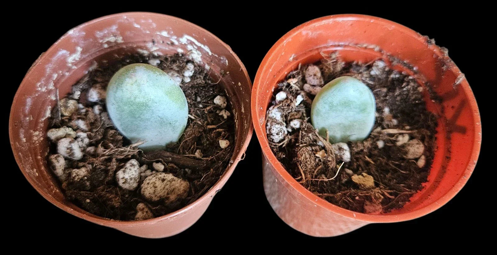 Moonstone Succulent Baby Cutting 4-inch Potted Crassula Perforata Live Rooted Plant, Drought-Resistant Indoor Outdoor Plant