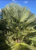 Windmill Palm Seedlings & Seeds – Trachycarpus fortunei, Cold Hardy, Live Plants & High-Quality Seeds