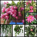 Live 4" Epiphyllum ‘Curly Locks’ Orchid Cactus Succulent - Unique Hanging Greenhouse Plant