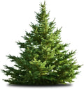 White Pine Tree Seeds - 50 Count, Pinus strobus, Evergreen Conifer for Gardening & Landscaping