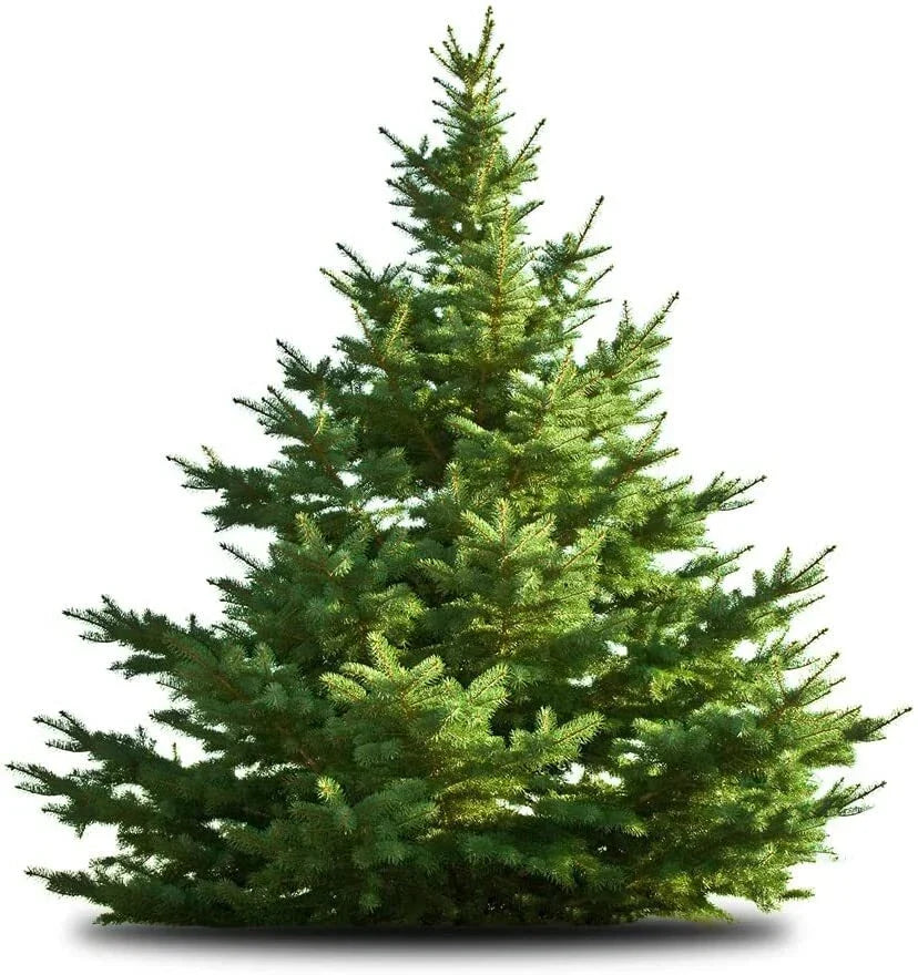 White Pine Tree Seeds - 50 Count, Pinus strobus, Evergreen Conifer for Gardening & Landscaping