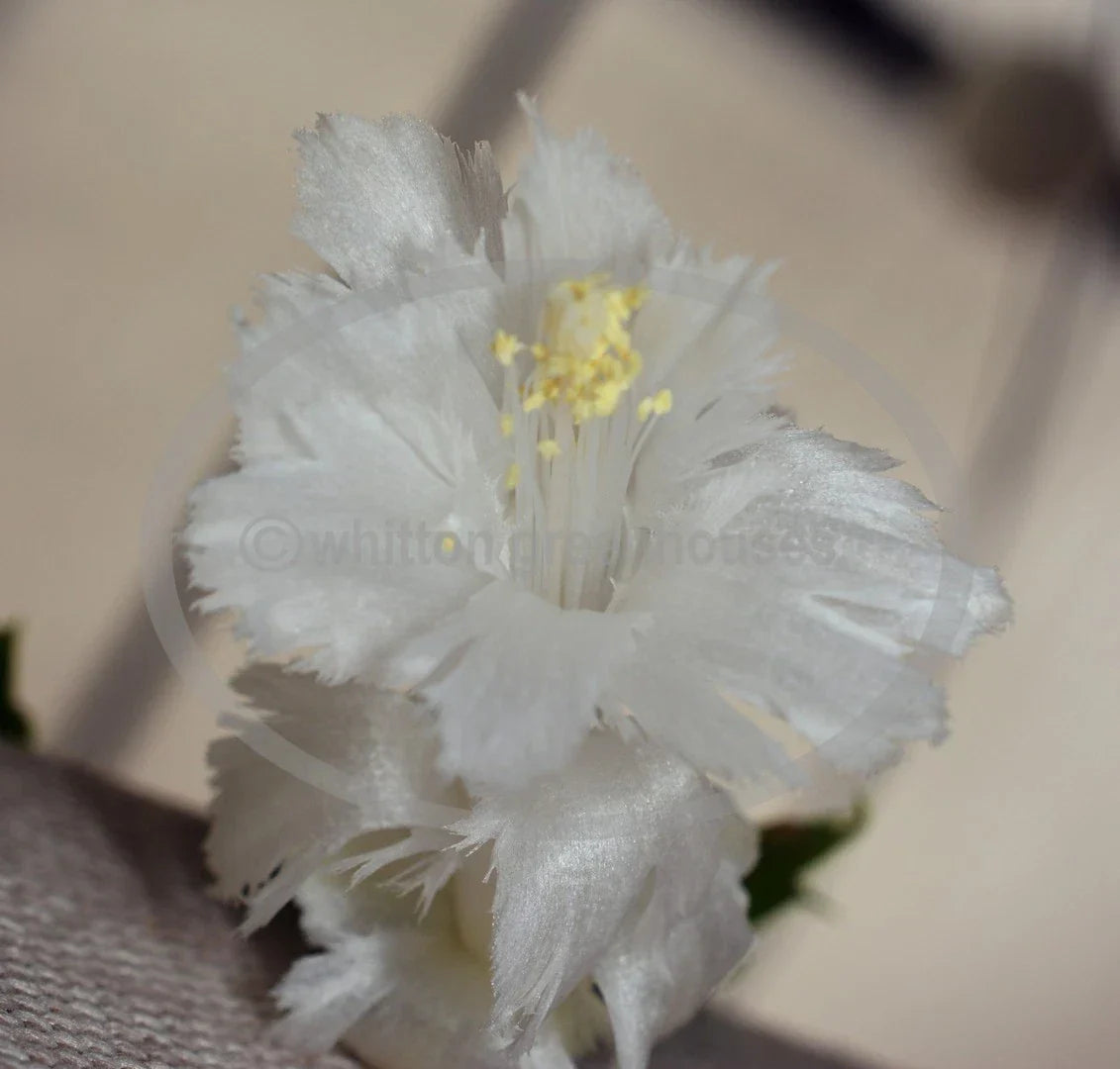 Thanksgiving Christmas Cactus Cuttings 2-Pack White Flamenco Schlumbergera No Roots