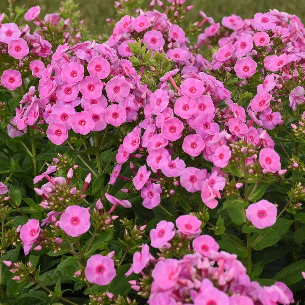 Prismatic Pink Phlox Seeds 100+ Count, Garden Planting, Phlox paniculata, Pink Flowers, Easy to Grow, USA Free Shipping