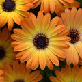 Orange Cape Daisy Seeds - 200+ Osteospermum ecklonis Flower Seeds for Garden, Borders, Containers, Full Sun, USA Grown