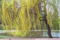 Golden Willow Tree Cuttings 10 Pack - Salix alba 'Vitellina' - Fast Growing Garden Tree