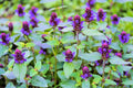 Heal All Seeds - Self Heal, Dragon Head Variety, Heart of the Earth, Prunella vulgaris, Perennial Herb Seeds
