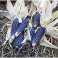 Blue Shaman Popcorn Seeds – Heirloom Organic Zea mays everta, Non-GMO, 20 Seeds for Home Garden, Fluffy Blue Kernels, Free Shipping