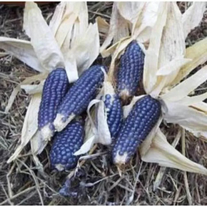 Blue Shaman Popcorn Seeds – Heirloom Organic Zea mays everta, Non-GMO, 20 Seeds for Home Garden, Fluffy Blue Kernels, Free Shipping