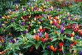 Bolivian Rainbow Hot Pepper Seeds - 25+ Capsicum baccatum, Colorful, Spicy, Garden Planting, Container, Patio, Culinary Use