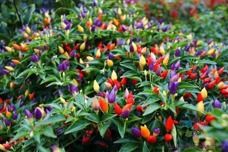 Bolivian Rainbow Hot Pepper Seeds - 25+ Capsicum baccatum, Colorful, Spicy, Garden Planting, Container, Patio, Culinary Use