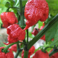 Ghost Pepper Seeds - 50pcs Non-GMO Heirloom Capsicum chinense Super Hot Chili Peppers for Spicy Cooking