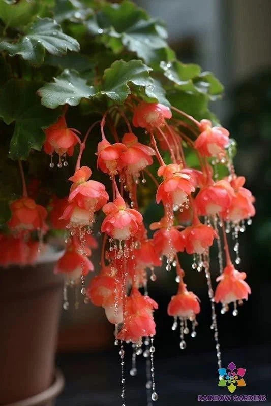 Red Weeping Begonia Seeds, Begonia x semperflorens, Cascading Trailing Plant, Garden & Container Planting, 25+ Seeds