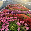 Sedum Seeds Mix - Rare Stonecrop Varieties for Drought Tolerant Ground Cover | Perennial Succulent Seeds