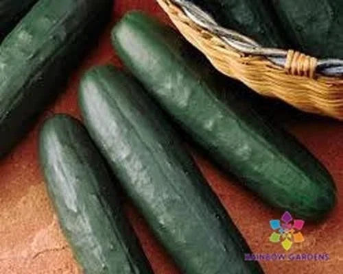 Thunder Cucumber Seeds - 25+ Pack, Cucumis sativus, Non-GMO, Garden Planting, Vining, Full Sun, USA Grown