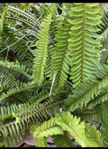 Boston Fern Plant Set – 8-Inch Live Indoor/Outdoor Nephrolepis exaltata – Pack of 4, Air-Purifying, Lush Green Foliage