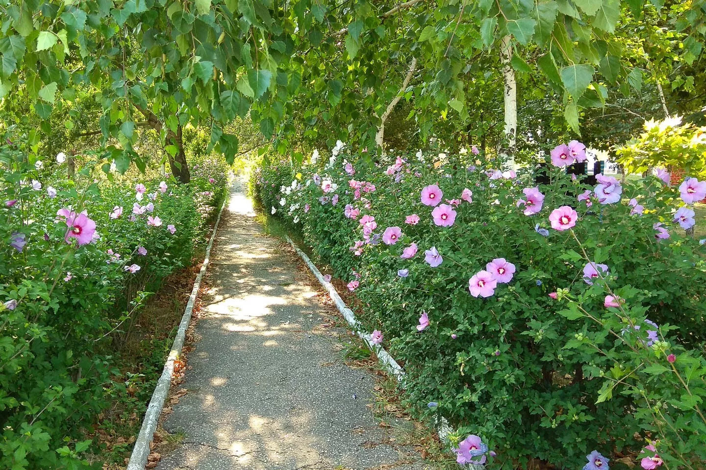 Rose of Sharon Cuttings 16 Rooting Stem Hibiscus Syriacus Flowering Bush Hedge Planting Material