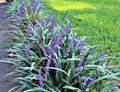 Monkey Grass Bare Root Plants – Big Blue Clumping Variety, Liriope spicata, Ground Cover, 60 Count