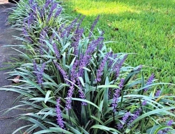 Monkey Grass Bare Root Plants – Big Blue Clumping Variety, Liriope spicata, Ground Cover, 60 Count