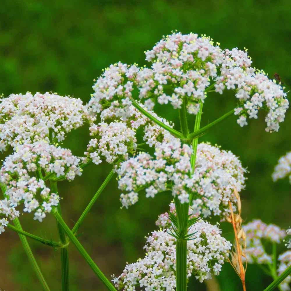 Anise Herb Seeds - 250+ Pimpinella anisum Culinary Spice Seeds for Garden, Pollinator Attractant, Easy to Grow