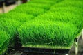 Organic Wheat Grass Seeds for Sprouting & Juicing - 1 oz Triticum aestivum, Rich in Vitamins B, C, K, Folic Acid, Fiber