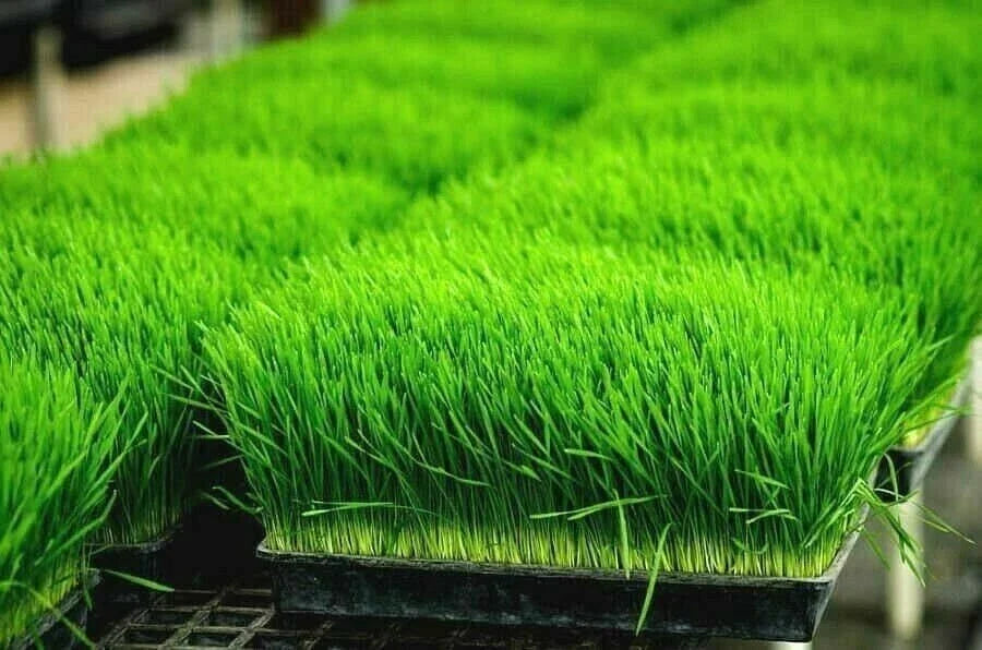 Organic Wheat Grass Seeds for Sprouting & Juicing - 1 oz Triticum aestivum, Rich in Vitamins B, C, K, Folic Acid, Fiber