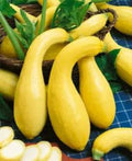 Yellow Crookneck Squash Seeds - Heirloom Non-GMO Cucurbita pepo, 25+ Fresh Seeds for Summer Garden, Easy to Grow