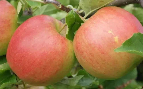 Jonagold Apple Seeds - 25+ Non-GMO Malus domestica for Home Garden, Orchard, Full Sun, Easy to Grow