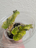 Variegated Begonia Plant - Small Leaf 'Dainty Spray' Sport - Begonia spp. Indoor Houseplant in 4-Inch Pot