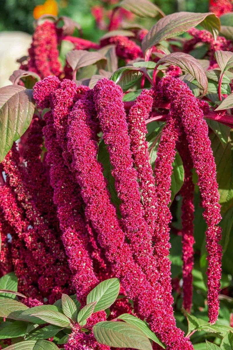 Love Lies Bleeding Amaranthus Seeds - 400+ Drought Tolerant Annual for Dried Flowers & Garden Borders - Amaranthus caudatus