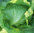 Iceberg Lettuce Seeds, Non-GMO, Heirloom Lactuca sativa, Bulk Pack for Garden & Container Planting