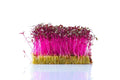 Red Amaranth Microgreen Seeds - Edible Sprouts for Planting, Amaranthus tricolor, 500 Count