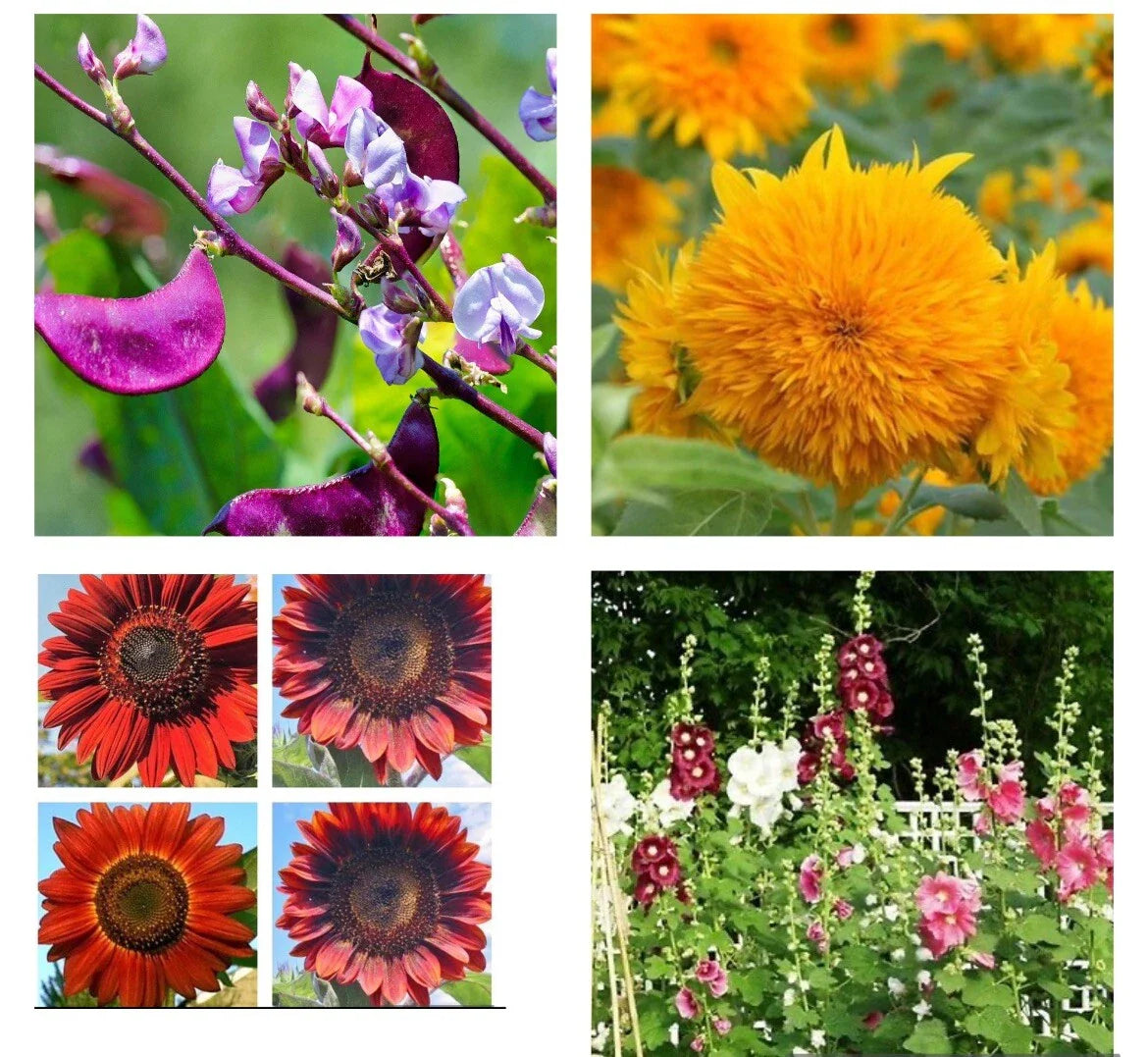 Flower Seeds Packets - Purple Hyacinth Bean, Teddy Bear & Red Sunflower, Indigo Hollyhock Garden Planting Mix