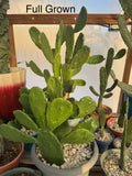 Prickly Pear Cactus Rooted Starts – Opuntia ficus-indica – Drought-Resistant Succulent Plant for Garden & Indoor Use