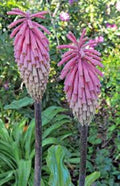 Pink South African Torch Lily Seeds - 25 Perennial Flower Seeds - Kniphofia uvaria - Vibrant Pink Blooms for Garden, Borders, Containers