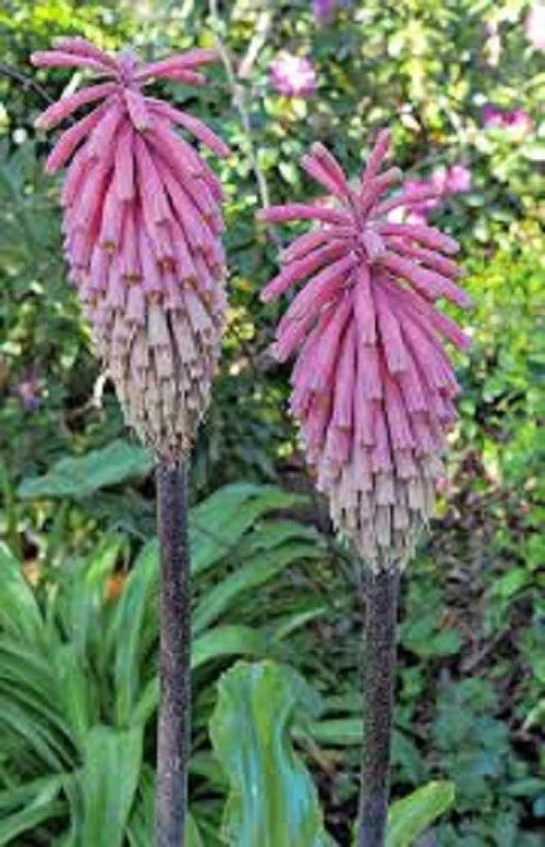 Pink South African Torch Lily Seeds - 25 Perennial Flower Seeds - Kniphofia uvaria - Vibrant Pink Blooms for Garden, Borders, Containers