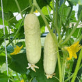 White Wonder Cucumber Seeds - Organic Heirloom Non-GMO Cucumis sativus, Vining, Rare White Skin, Pack of 50+