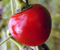 Large Hot Cherry Pepper Seeds – Heirloom Non-GMO Capsicum annuum, Spicy Hot Pepper Variety, 20+ Seeds for Salsas & Cooking