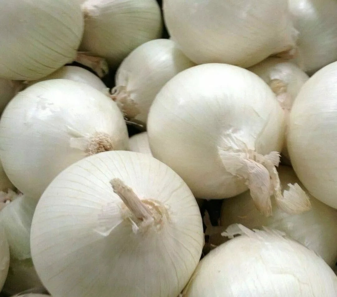 White Onion Seeds 250+ Sweet Spanish Allium Vegetable Garden Seed Pack for Home Growing