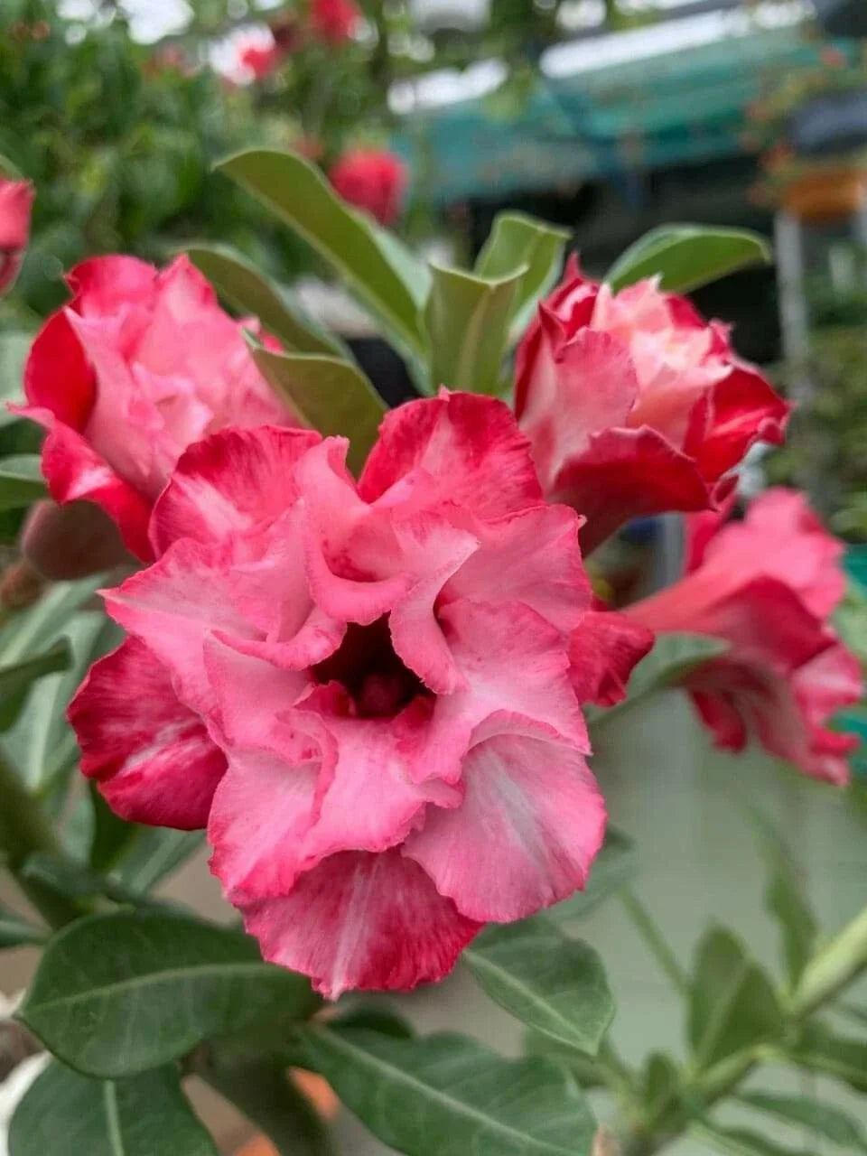 Double Red White Desert Rose Seeds - Adenium Obesum Perennial Flower Seeds for Garden, Container, Drought-Resistant