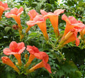 Trumpet Creeper Seeds - Perennial Climbing Vine with Vibrant Orange & Yellow Flowers, Campsis radicans, 100+ Seeds