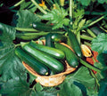 Black Beauty Zucchini Seeds - Heirloom Cucurbita pepo, Fresh Vegetable Seeds for Gardening, Compact Bush Growth, Non-GMO Seed Packet