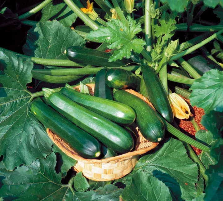 Black Beauty Zucchini Seeds - Heirloom Cucurbita pepo, Fresh Vegetable Seeds for Gardening, Compact Bush Growth, Non-GMO Seed Packet