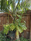 Swiss Cheese Monstera Rooted Cutting | Monstera adansonii Indoor Houseplant in 4-inch Pot