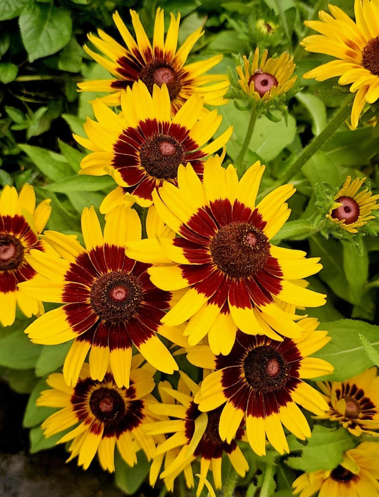 Gloriosa Daisy Seeds, 200+ Rudbeckia hirta Heirloom Seeds, Yellow & Orange Coneflower, Butterfly & Bee Attractant, USA