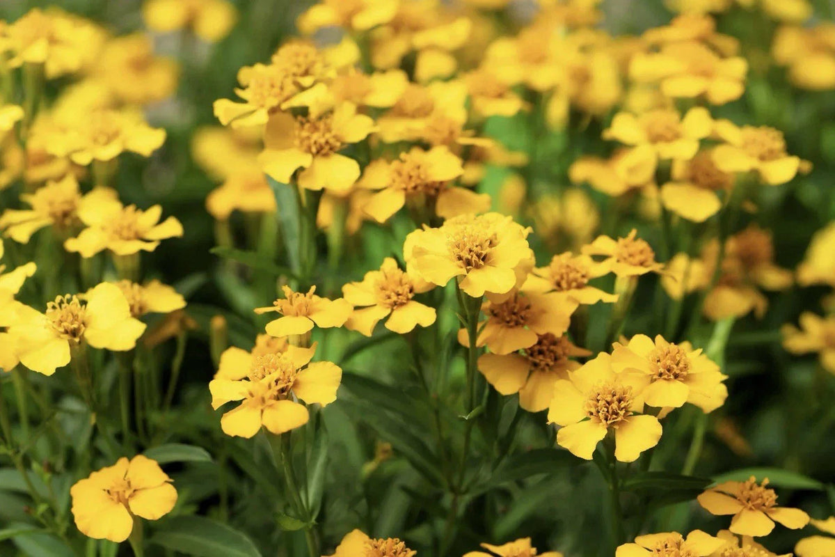 Tarragon Seeds 50+ Pack - Mexican Mint Herb, Spice & Flower (Tagetes lucida) for Culinary & Garden Use